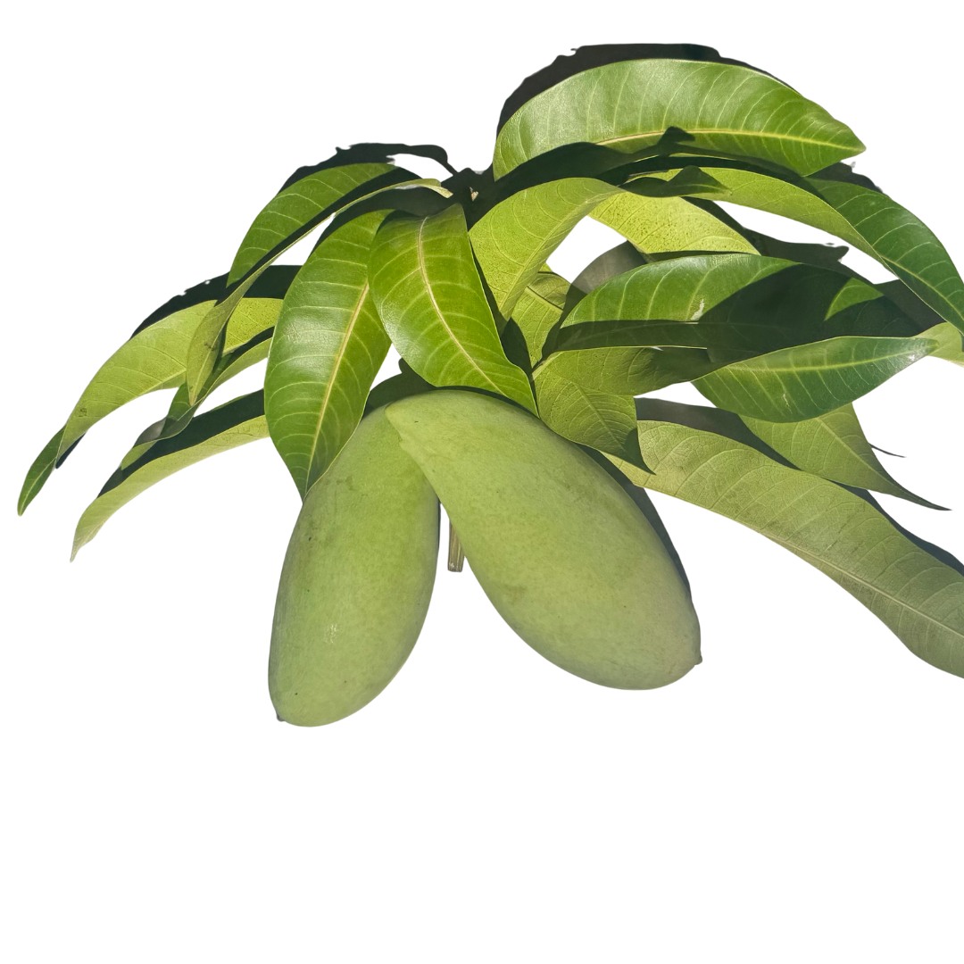 Mango GREEN EACH