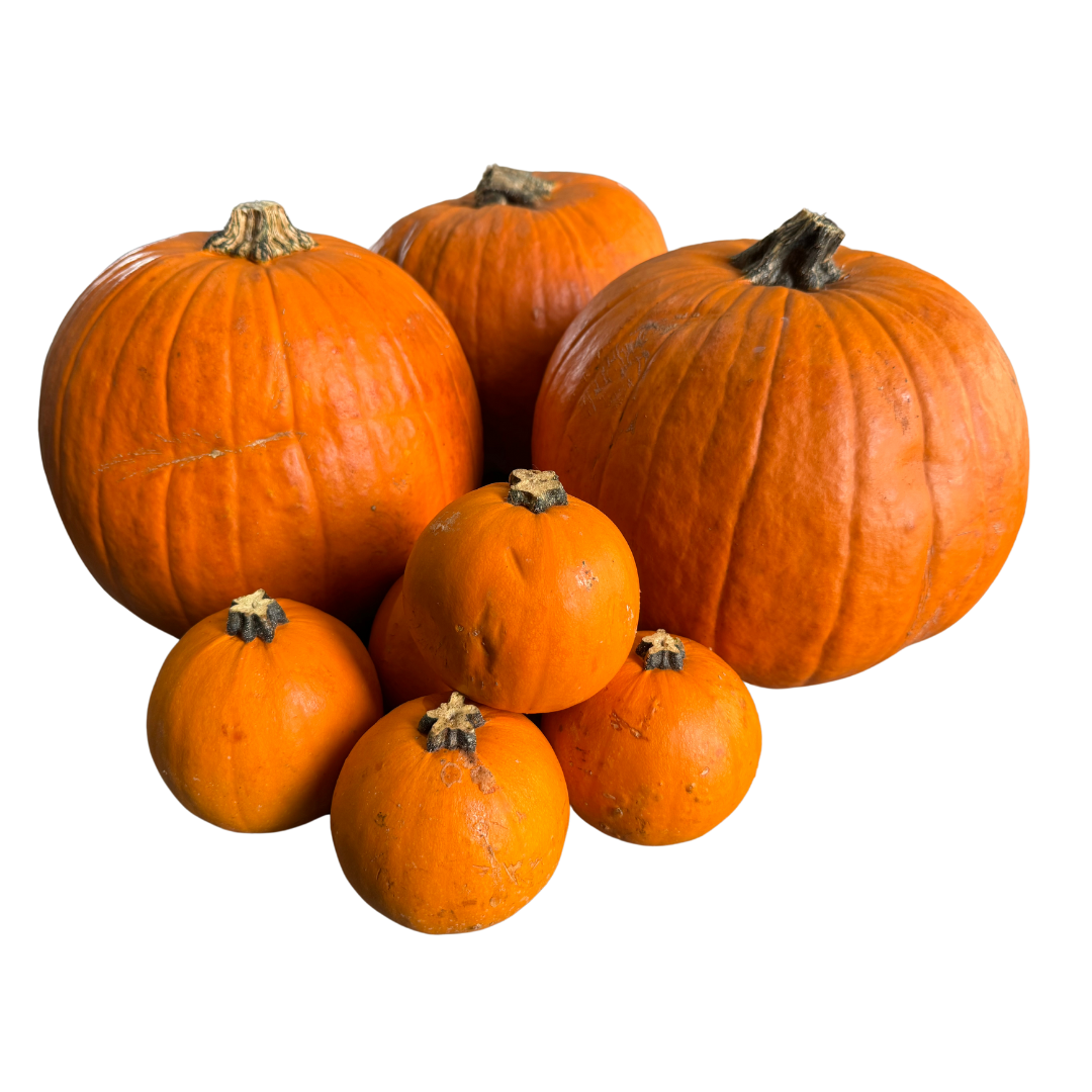 Pumpkin Halloween large EACH