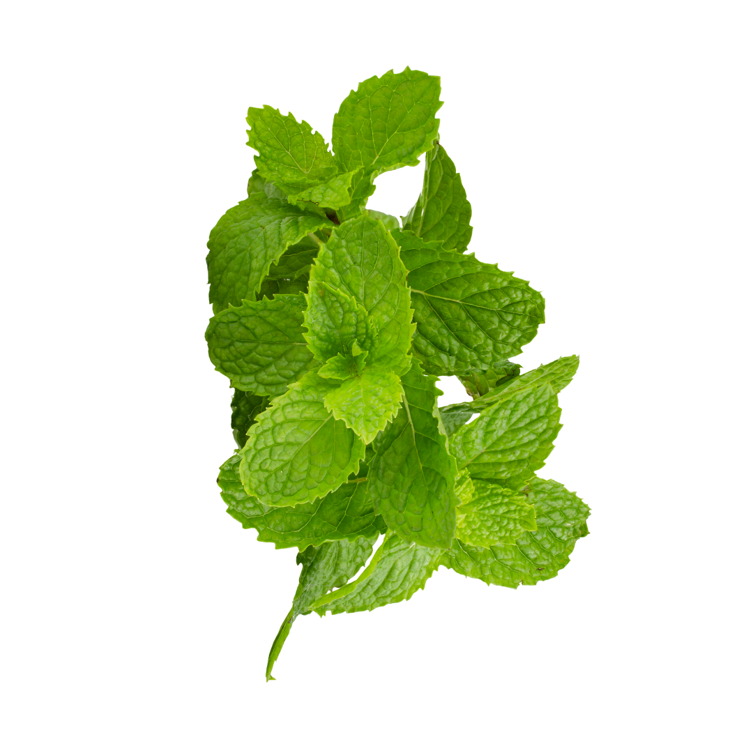 Herb Mint BUNCH