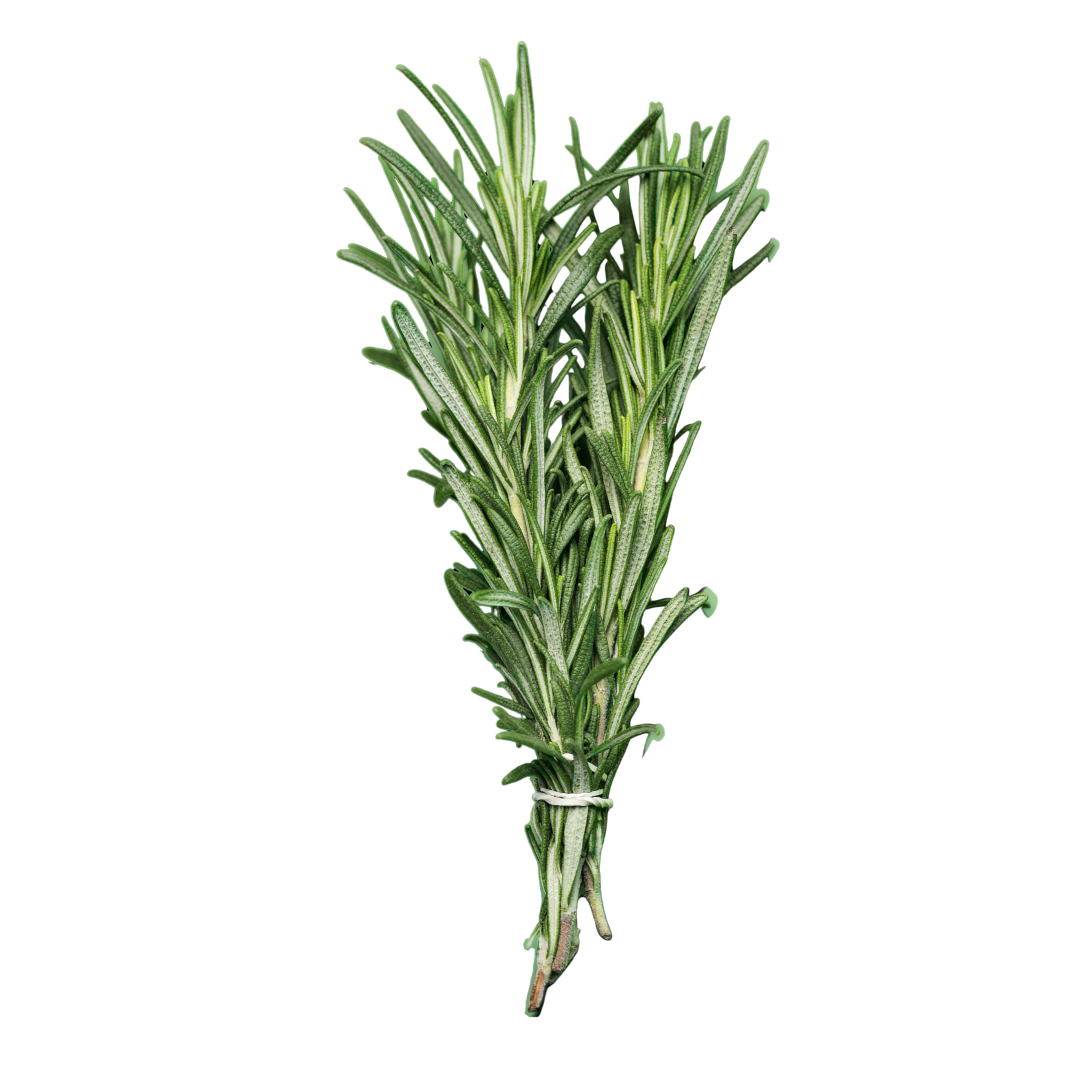 Herb Rosemary BUNCH