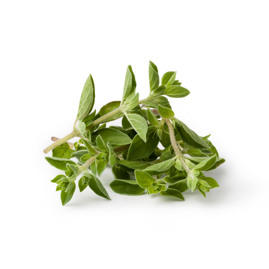Herb Oregano BUNCH