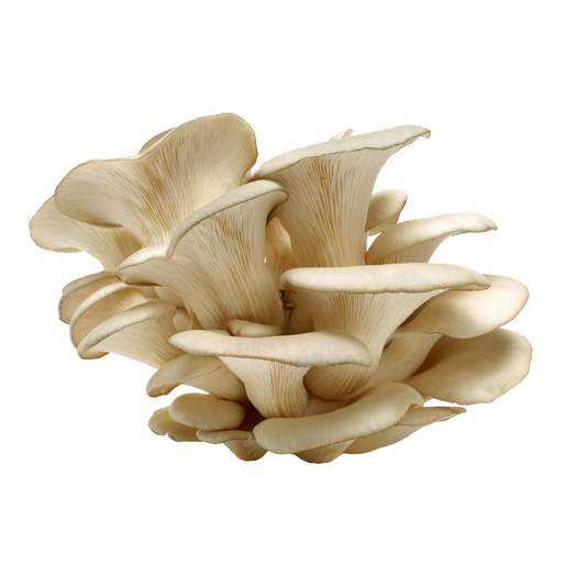 Mushrooms Oyster PUNNET